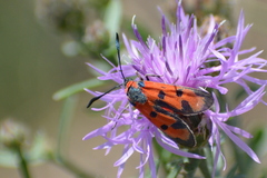 Zygaena laeta