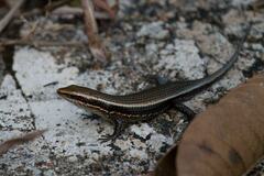 Eutropis greeri