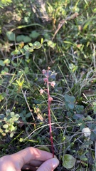 Pyrola grandiflora
