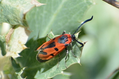 Zygaena laeta