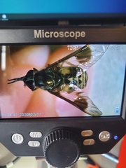 Chrysops coloradensis