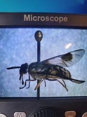 Chrysops coloradensis