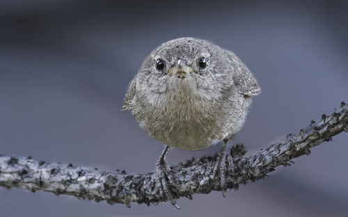 Northern House Wren, Boulder County, CO, USA, photo 10 of 10