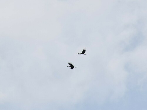 African Woolly-necked Stork