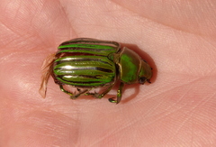 Chrysina gloriosa