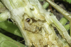 Eichlinia cucurbitae