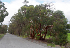 Eucalyptus lane-poolei