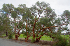 Eucalyptus lane-poolei