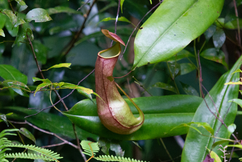 Nepenthes distillatoria L. 3