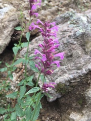 Agastache mearnsii