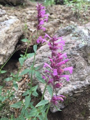 Agastache mearnsii