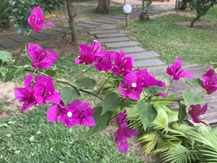 Bougainvillea