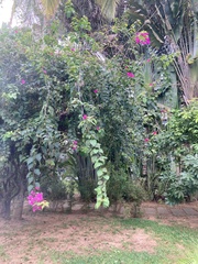 Bougainvillea