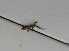 Hemidactylus turcicus