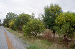 Acacia microbotrya