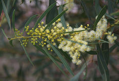 Acacia microbotrya
