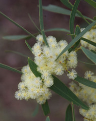 Acacia microbotrya