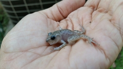 Eleutherodactylus marnockii