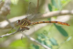 Aphylla angustifolia