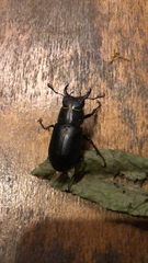 Lucanus ibericus