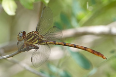 Aphylla angustifolia