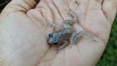 Eleutherodactylus marnockii
