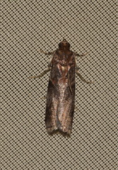Acrobasis suavella
