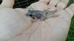 Eleutherodactylus marnockii
