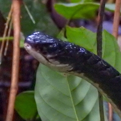 Chironius grandisquamis