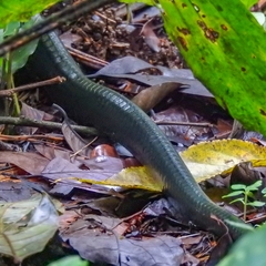 Chironius grandisquamis