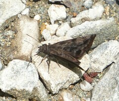 Pellicia