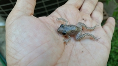 Eleutherodactylus marnockii