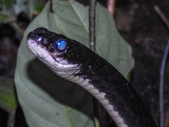 Chironius grandisquamis