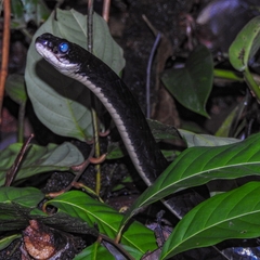 Chironius grandisquamis