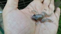 Eleutherodactylus marnockii