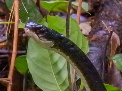 Chironius grandisquamis