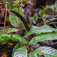 Chironius grandisquamis