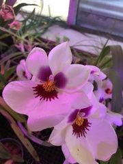 Miltoniopsis