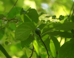 Unonopsis