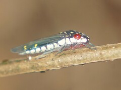Pseudophera