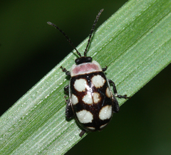 Alagoasa trifasciata