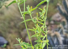 Microstachys corniculata