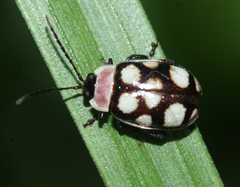 Alagoasa trifasciata