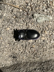 Pasimachus depressus