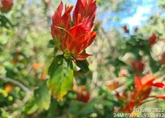 Justicia rubrobracteata