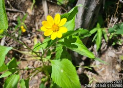 Melanthera latifolia