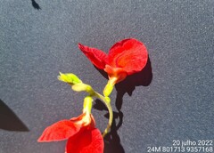 Macroptilium gracile