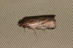 Acrobasis suavella