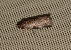 Acrobasis suavella
