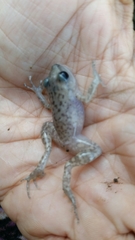 Eleutherodactylus marnockii